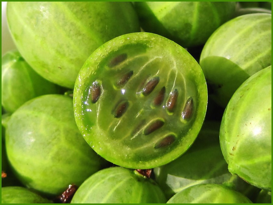 Что за растение Шарафуга?